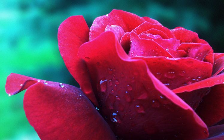 water, Drops, Macro, Roses HD Wallpaper Desktop Background