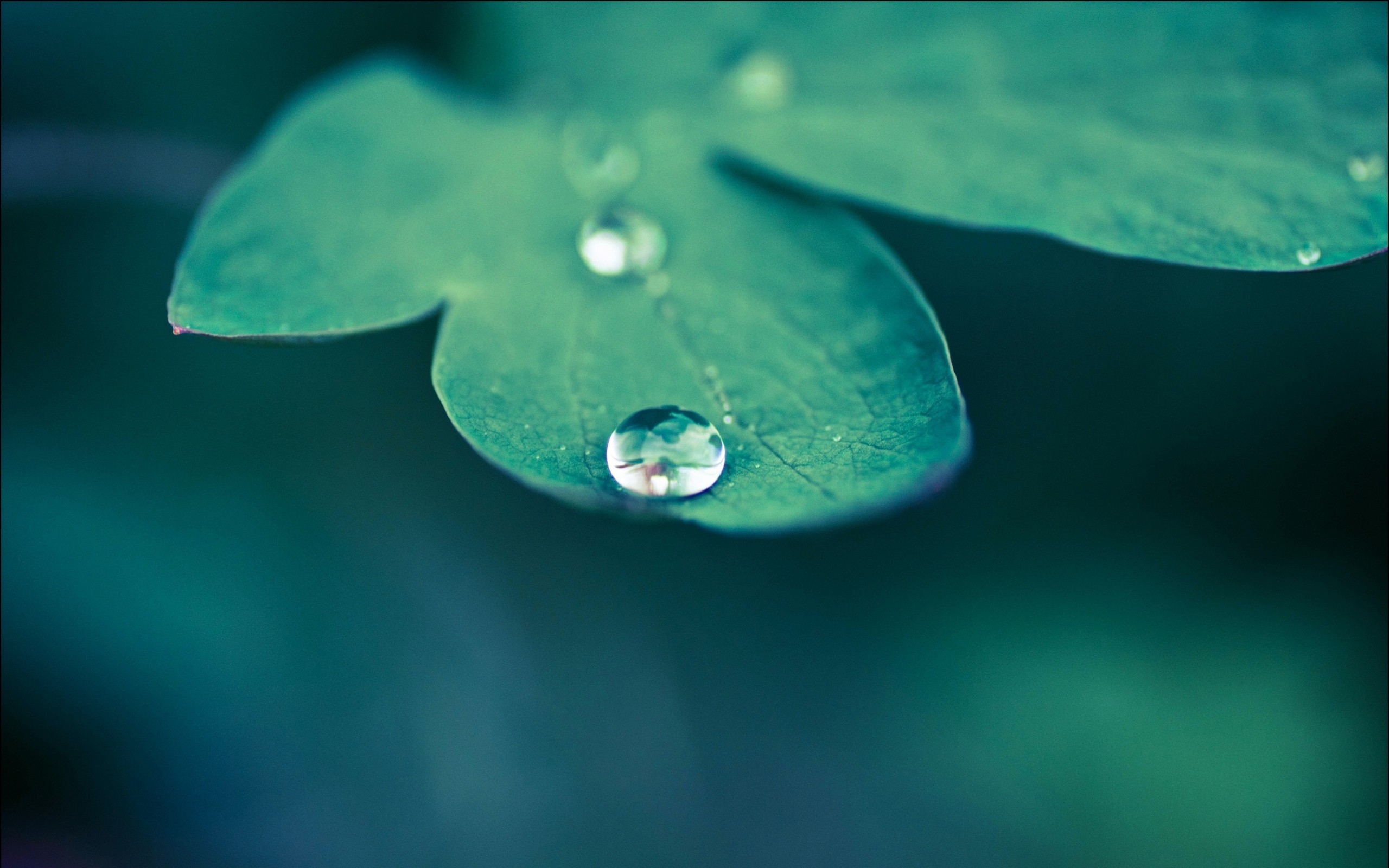 dew, Drops, A, Green, Leaf Wallpaper