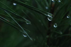 green, Water, Nature, Rain, Grass, Water, Drops