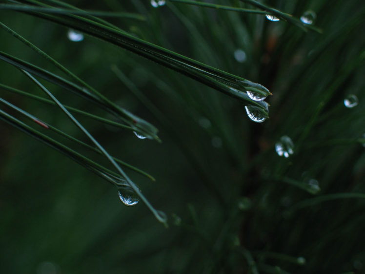 green, Water, Nature, Rain, Grass, Water, Drops HD Wallpaper Desktop Background