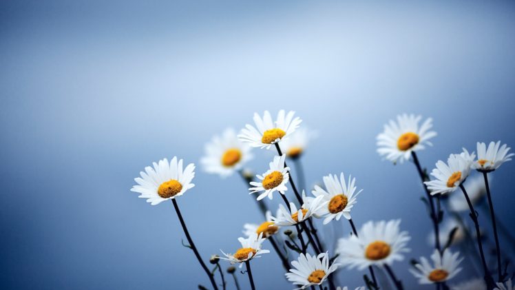 flowers, Spring, Plants, Chamomile HD Wallpaper Desktop Background