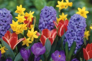 nature, Flowers, Tulips, Crocus, Daffodils, Narcissus, Hyacinths