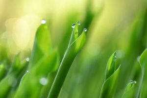 nature, Grass, Morning, Background, Wild, Drop, Macro, Green, Hd, Wallpaper