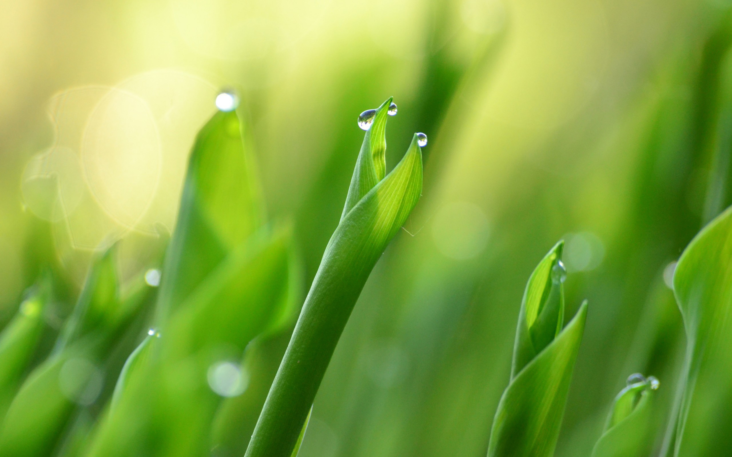 nature, Grass, Morning, Background, Wild, Drop, Macro, Green, Hd