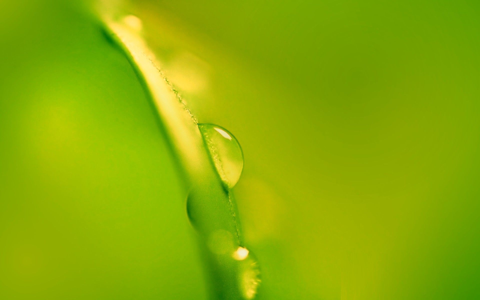 nature, Grass, Morning, Background, Wild, Drop, Macro, Green, Hd, Wallpaper Wallpaper