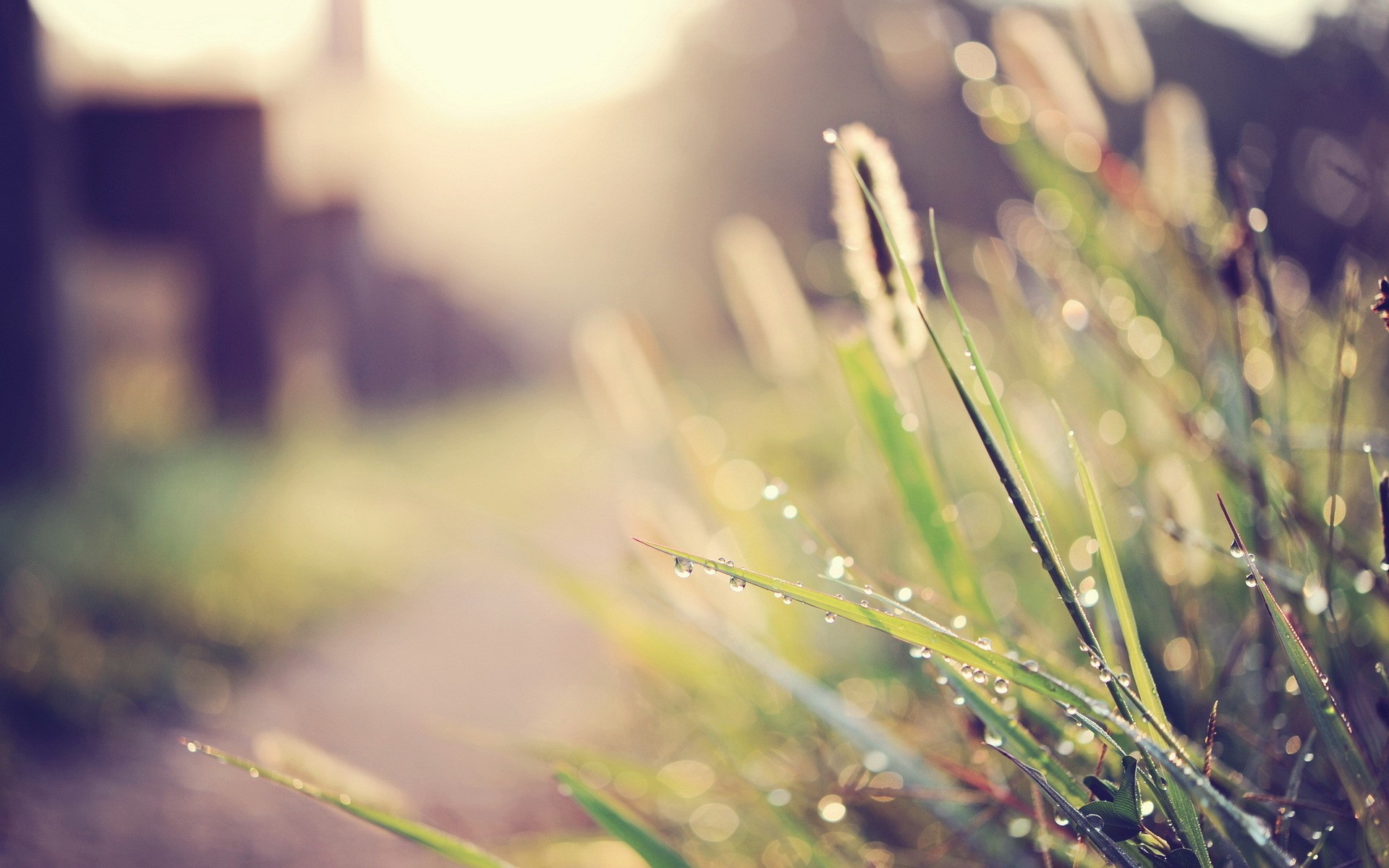 nature, Grass, Macro Wallpaper