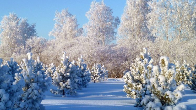 landscapes, Nature, Winter, Snow, Snowy, Trees, Natural, Scenery Wallpapers  HD / Desktop and Mobile Backgrounds