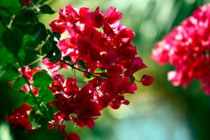 nature, Flowers, Bougainvillea