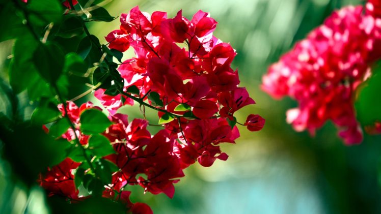 nature, Flowers, Bougainvillea HD Wallpaper Desktop Background