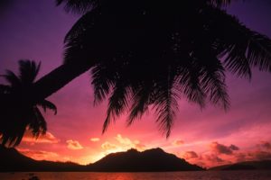 dawn, Silhouettes, Palm, Trees, Beaches