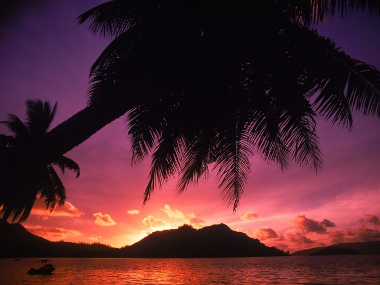 dawn, Silhouettes, Palm, Trees, Beaches HD Wallpaper Desktop Background