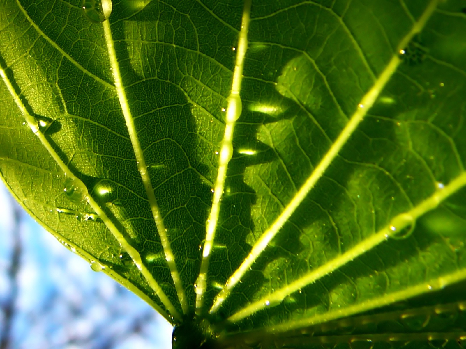 green, Close up, Nature, Wall, Leaves, Grass, Water, Drops, Flora, Floral Wallpaper