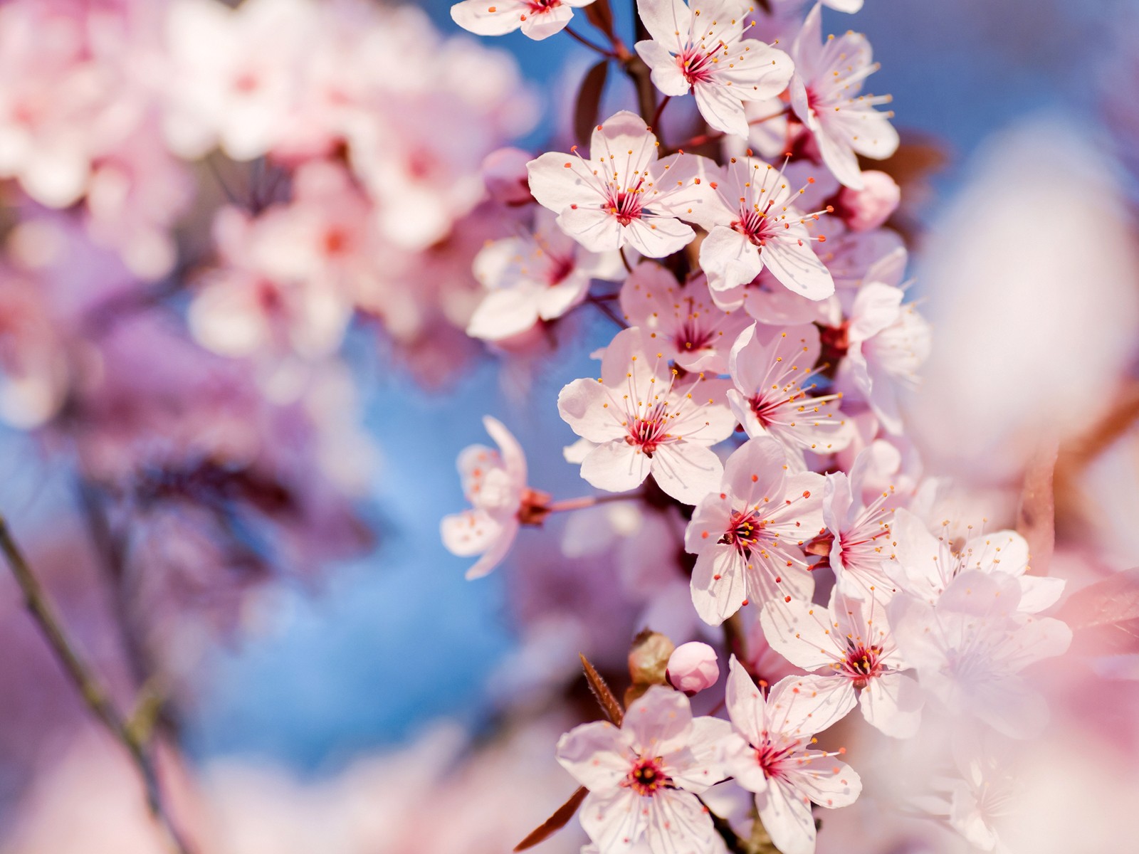 nature, Cherry, Blossoms, Flowers, Macro, Pink, Flowers, Focused Wallpaper