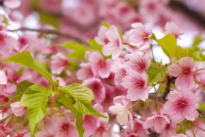 nature, Flowers, Pink, Flowers