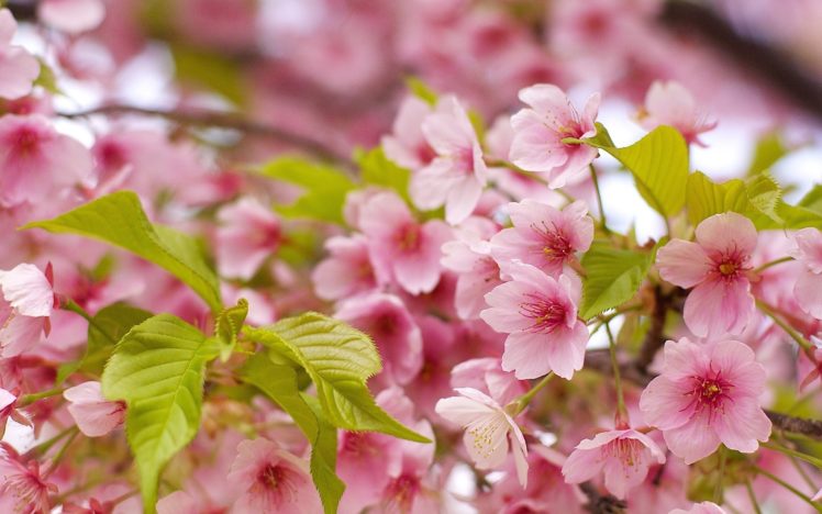 nature, Flowers, Pink, Flowers HD Wallpaper Desktop Background