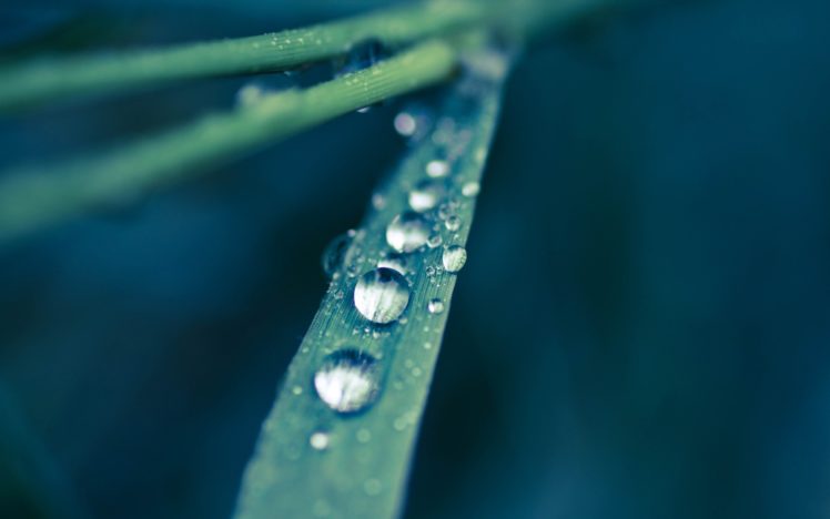 dew, Drops, On, A, Grass, Leaf HD Wallpaper Desktop Background