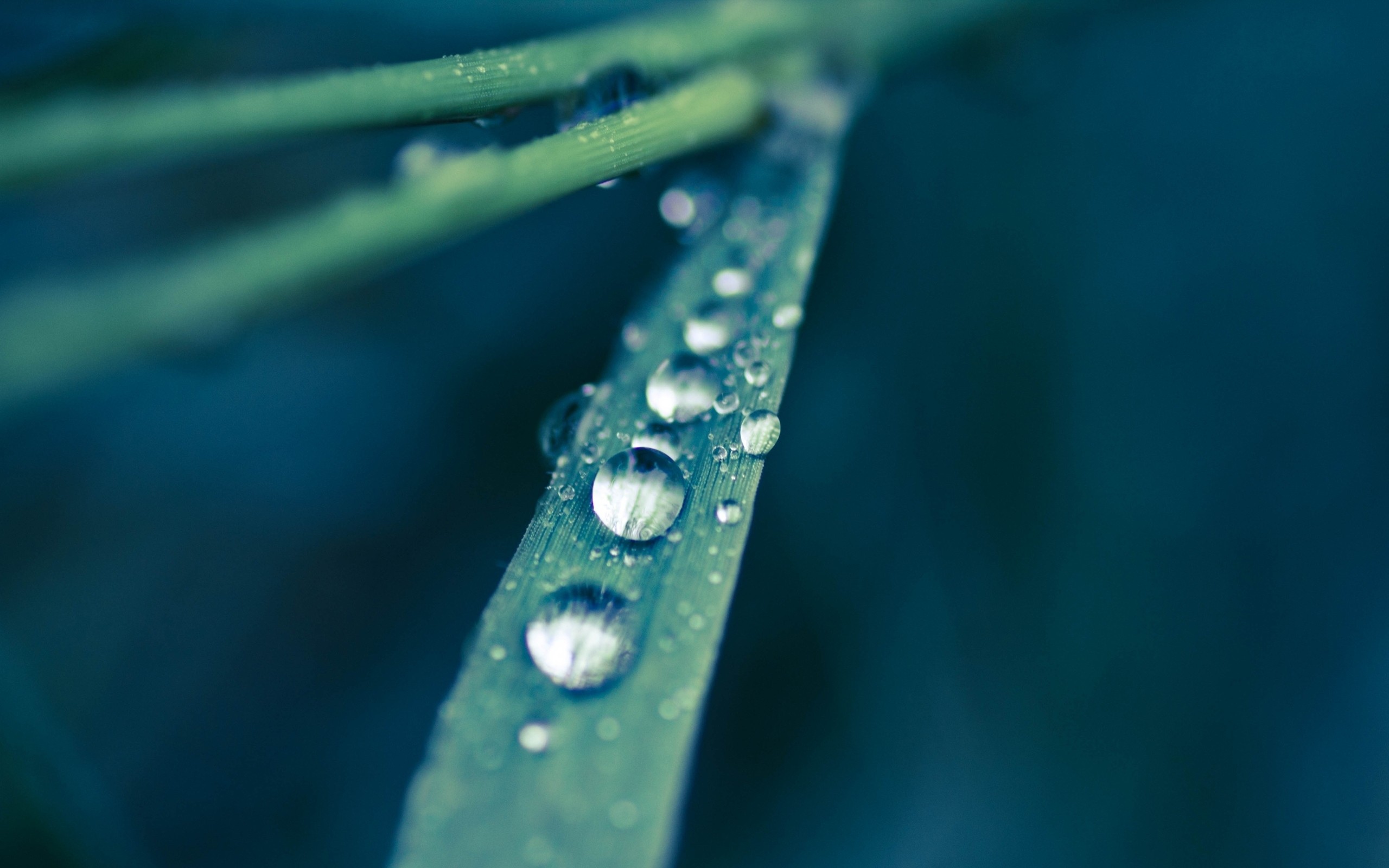 dew, Drops, On, A, Grass, Leaf Wallpaper