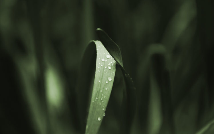grass, Plants, Water, Drops, Dew HD Wallpaper Desktop Background