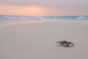landscapes, Nature, Crabs, Beaches