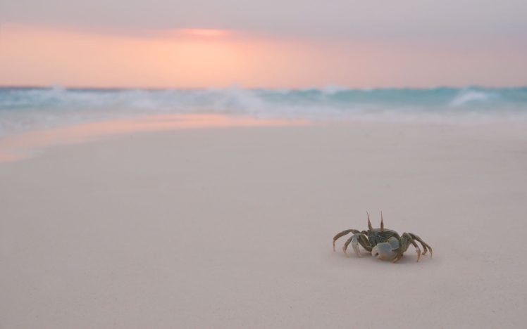 landscapes, Nature, Crabs, Beaches HD Wallpaper Desktop Background