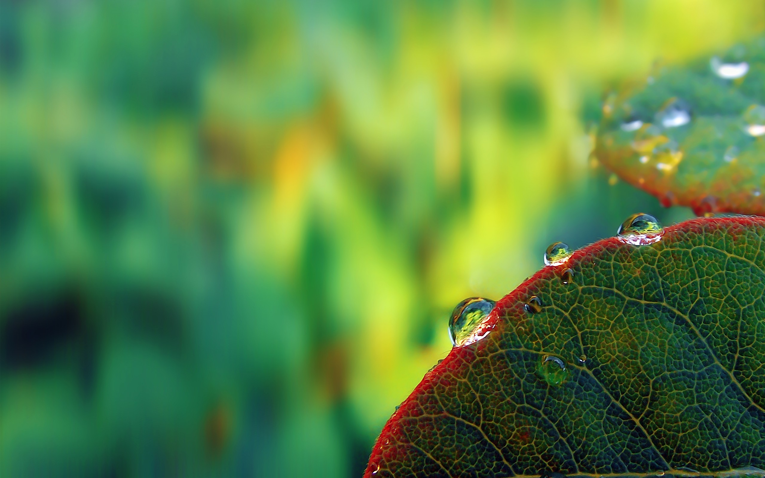 dew, At, The, Edge, Of, The, Leaf Wallpaper
