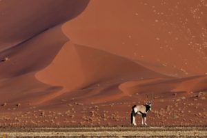 landscapes, Nature, Animals, Deserts, National, Geographic, Antelope, Namib, Desert