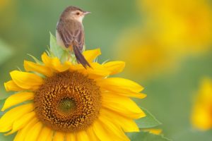 nature, Flowers, Birds, Sunflowers, Yellow, Flowers, Warblers