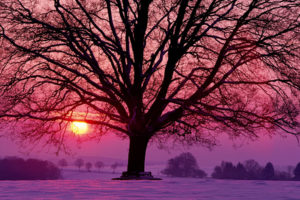 naturee, Trees, Landscapes, Sunsets, Sunrises, Sun, Winter, Seasons