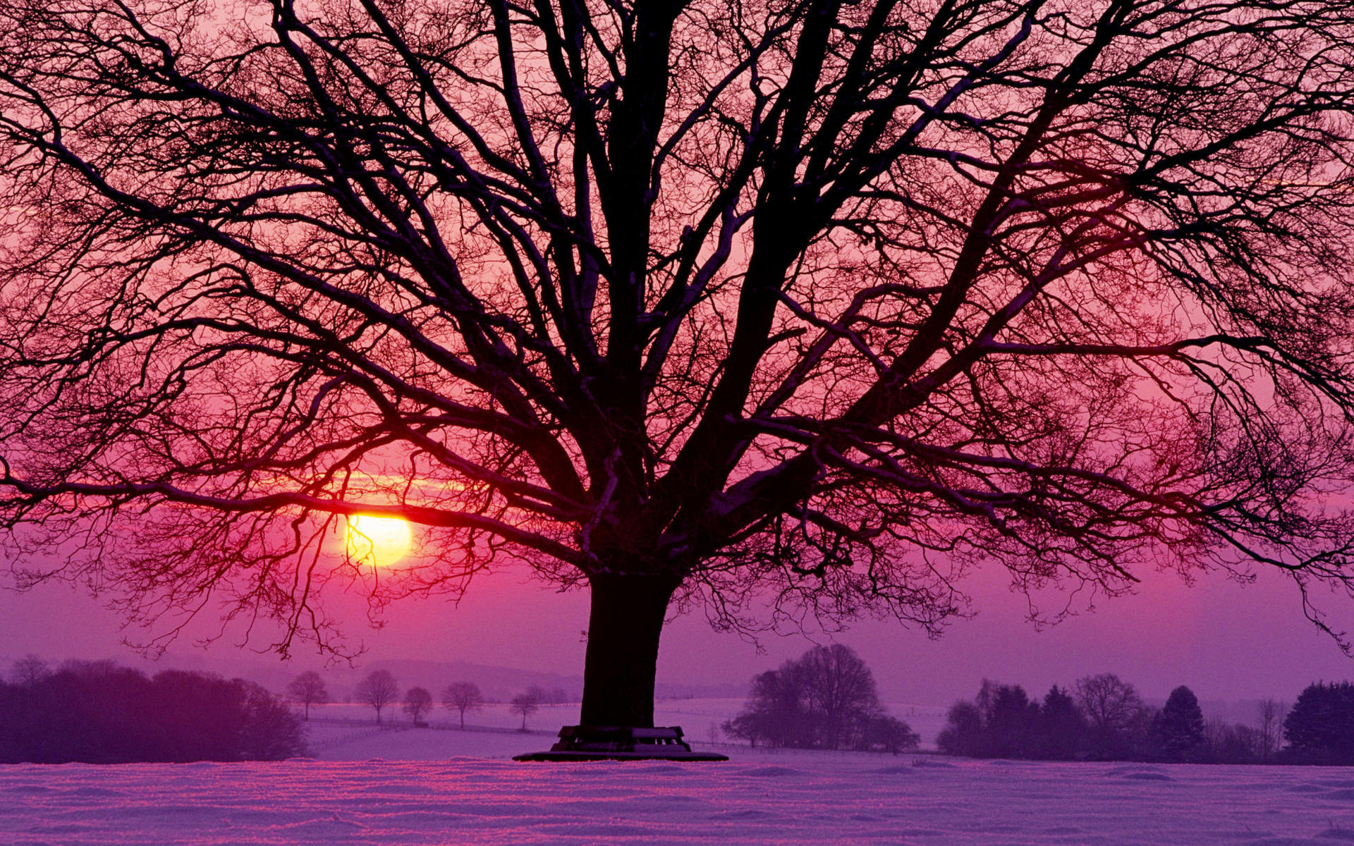 naturee, Trees, Landscapes, Sunsets, Sunrises, Sun, Winter, Seasons Wallpaper
