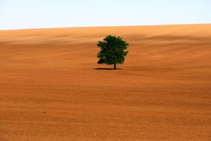 nature, Sand, Trees, Deserts