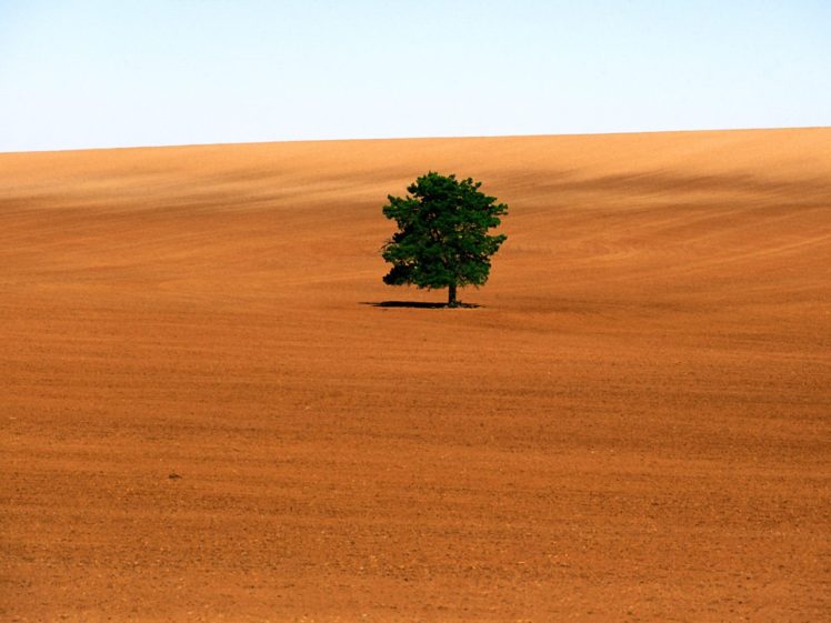 nature, Sand, Trees, Deserts HD Wallpaper Desktop Background