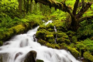 landscapes, Nature, Forests, Jungles, Rivers, Streams, Green, Water