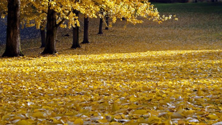 landscapes, Nature, Trees, Autumn, Leaves, Land, Fallen, Leaves HD Wallpaper Desktop Background