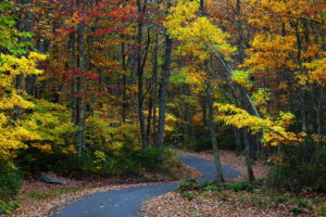 landscapes, Nature, Trees, Forests, Autumn, Fall, Seasons, Roads, Leaves