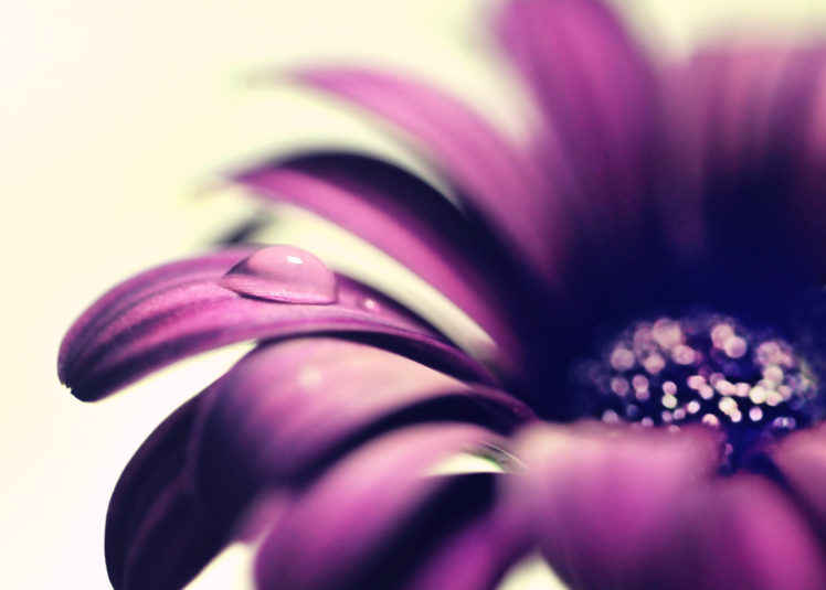 close up, Flowers, Drops HD Wallpaper Desktop Background