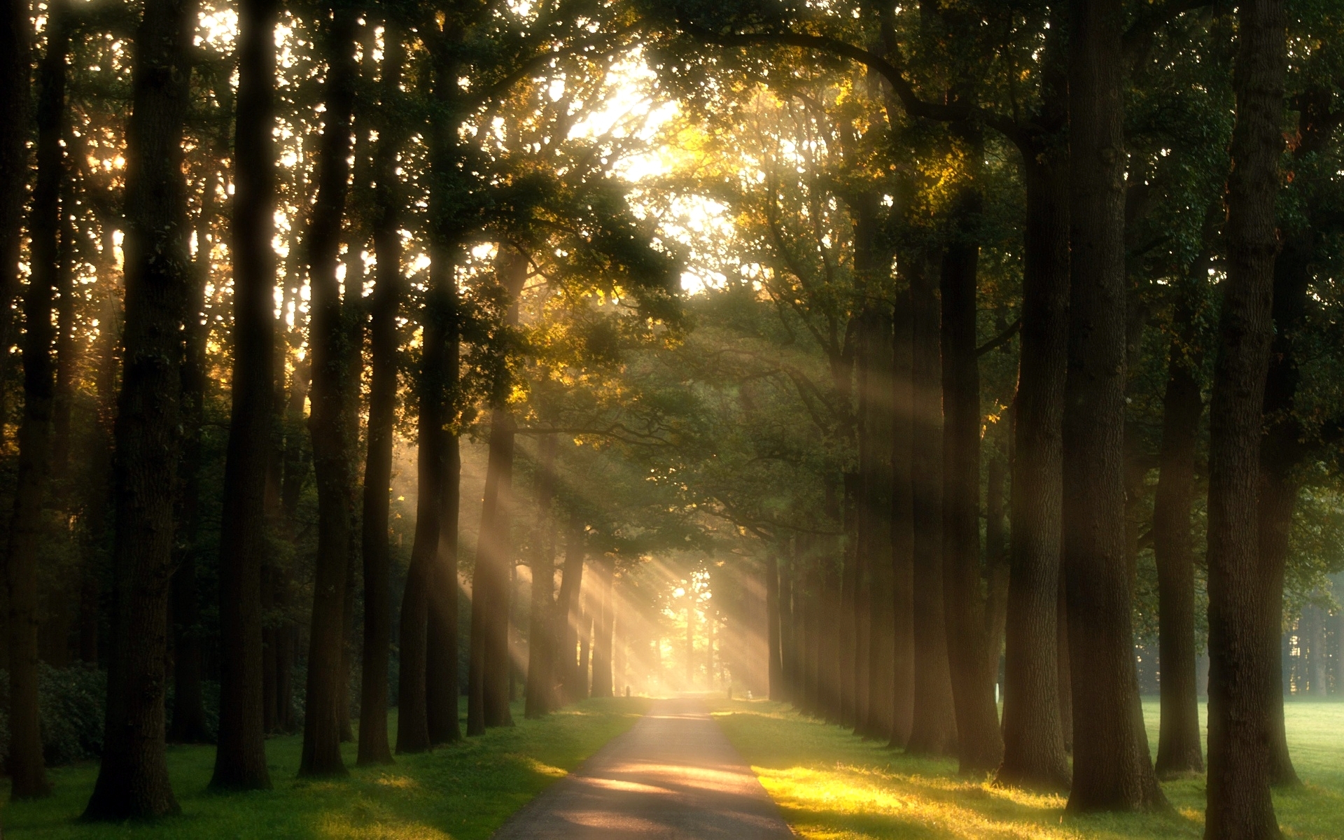 nature, Trees, Path, Walkway, Green, Meadow, Grass, Day, Sun, Rays Wallpaper