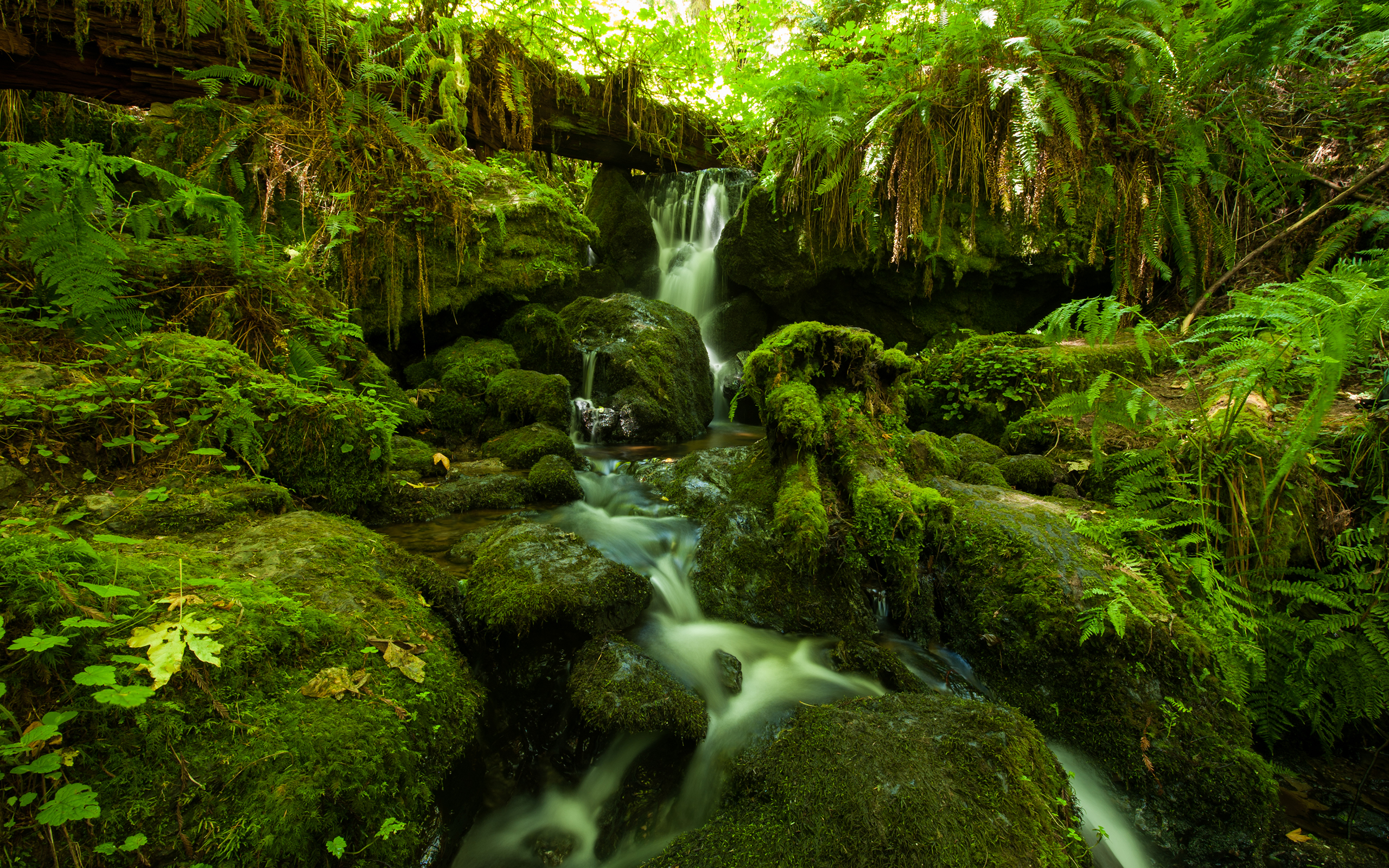 forest, Jungle, Green, Stream, Timelapse, Moss, Fern, Rocks, Stones Wallpaper
