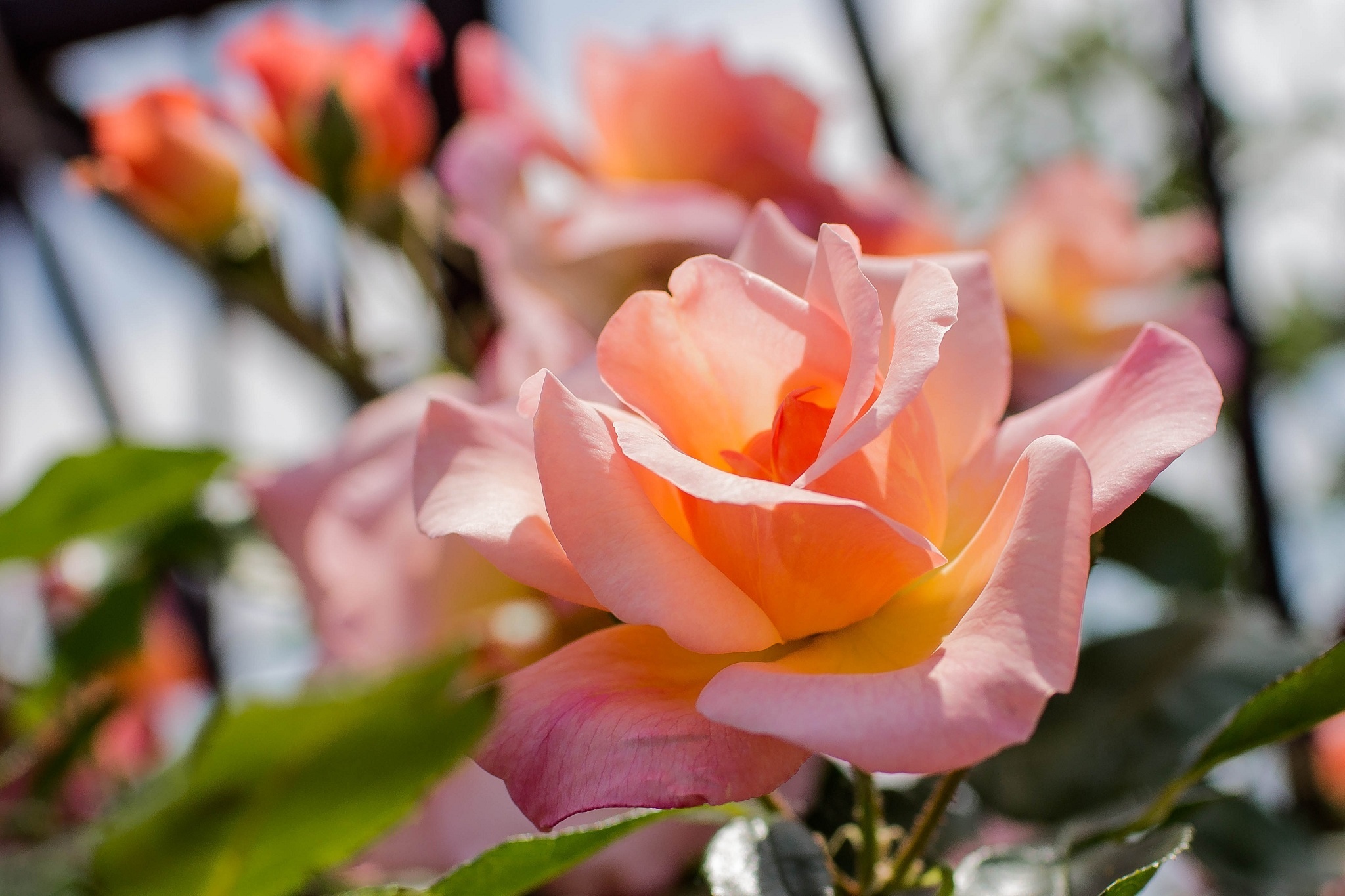 Rose Flower Petals Close Up Wallpapers HD Desktop And Mobile 