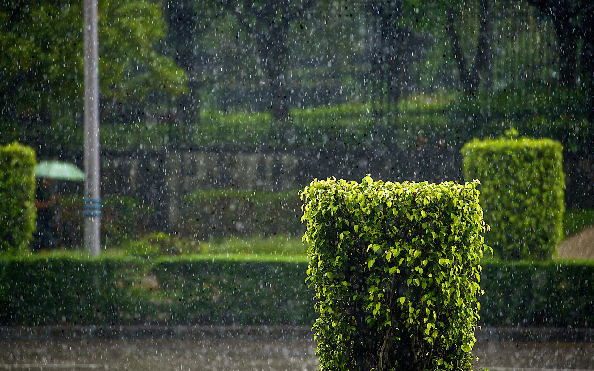 landscapes, Nature, Rain, Storms, Water, Water drops, Rain drops, Drops, Parks, Photography Wallpaper