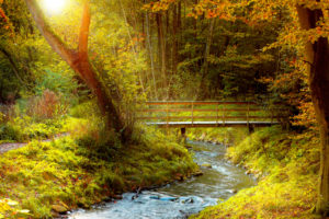 landscapes, Nature, Rivers, Trees, Forests, Bridges, Architecture, Autumn, Fall, Seasons
