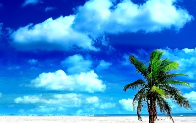 palm, Skies, Beaches HD Wallpaper Desktop Background