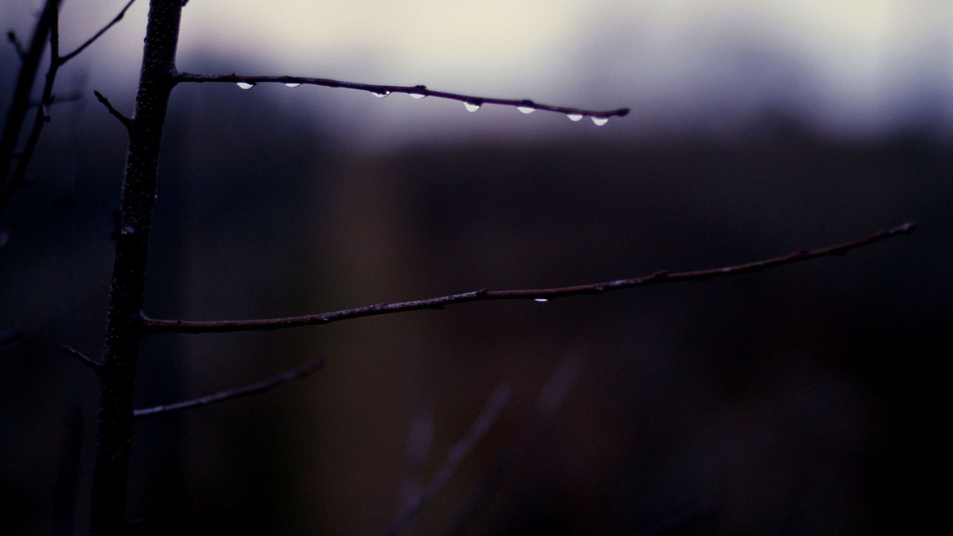 drop, Bushes, Branches Wallpaper