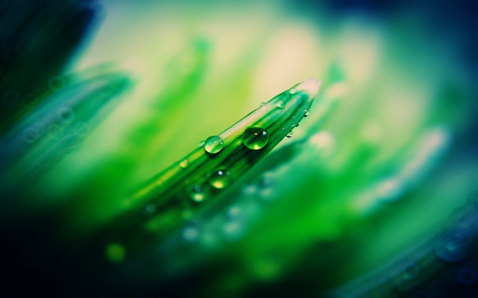 plants, Water, Drops, Macro Wallpaper