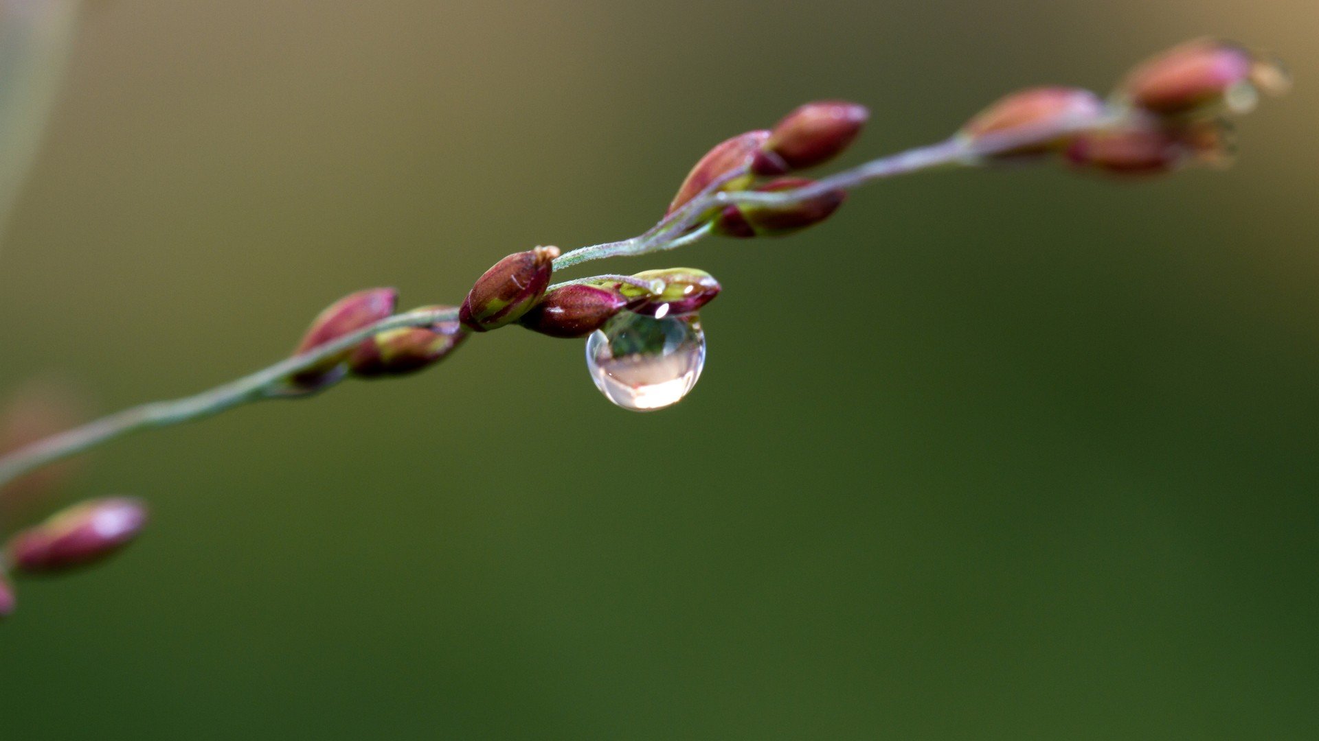 water, Drops, Macro Wallpaper