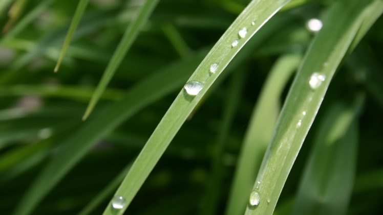 water, Drops, Macro HD Wallpaper Desktop Background