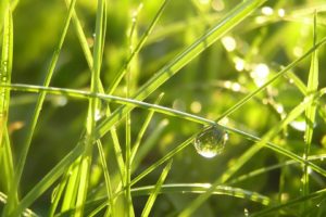nature, Grass, Water, Drops