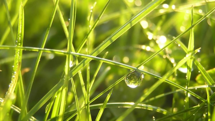 nature, Grass, Water, Drops HD Wallpaper Desktop Background