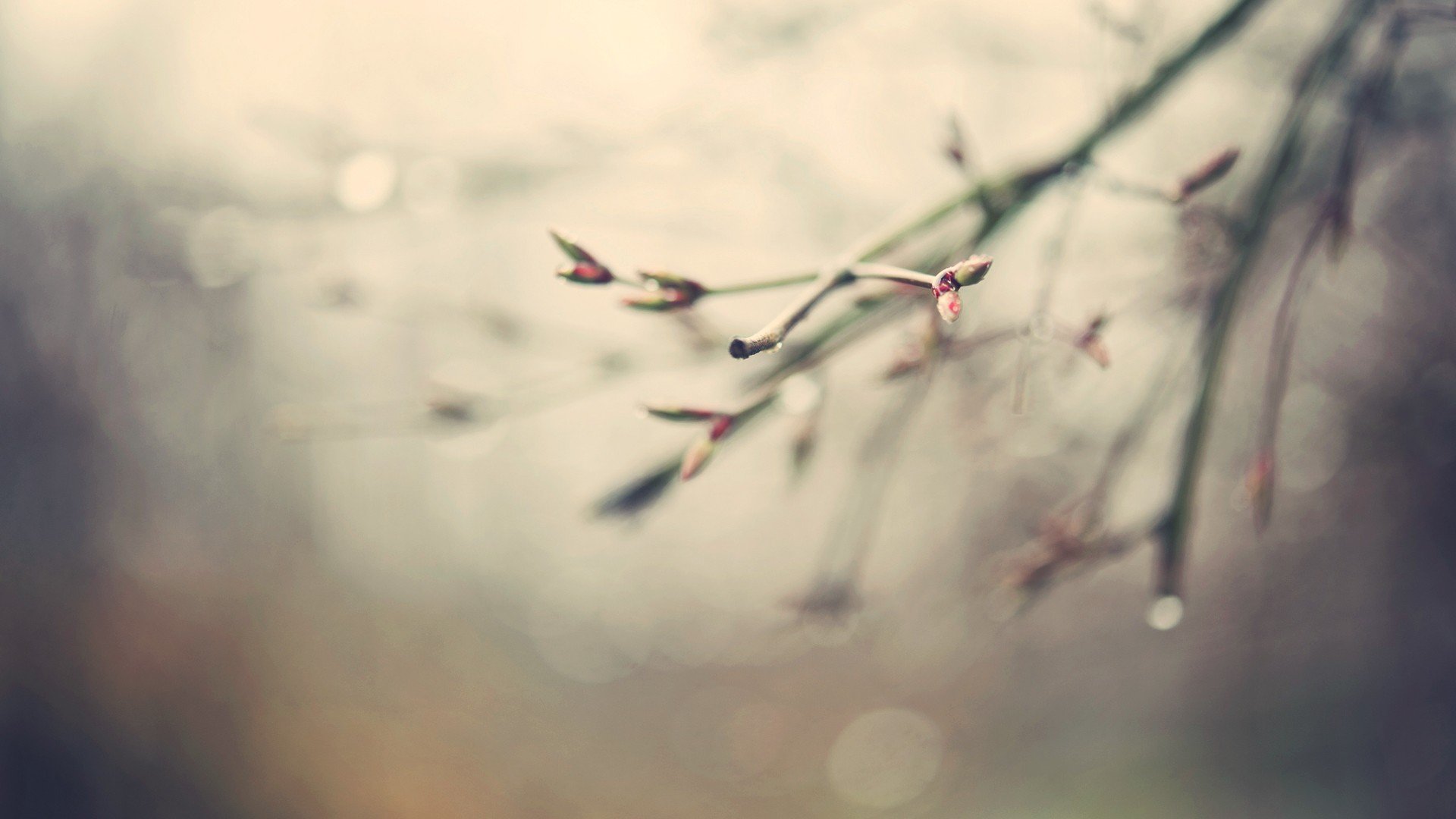 nature, Spring, Water, Drops, Depth, Of, Field, Branches, Spring, Seaso Wallpaper