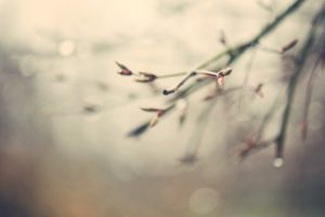 nature, Spring, Water, Drops, Depth, Of, Field, Branches, Spring, Seaso