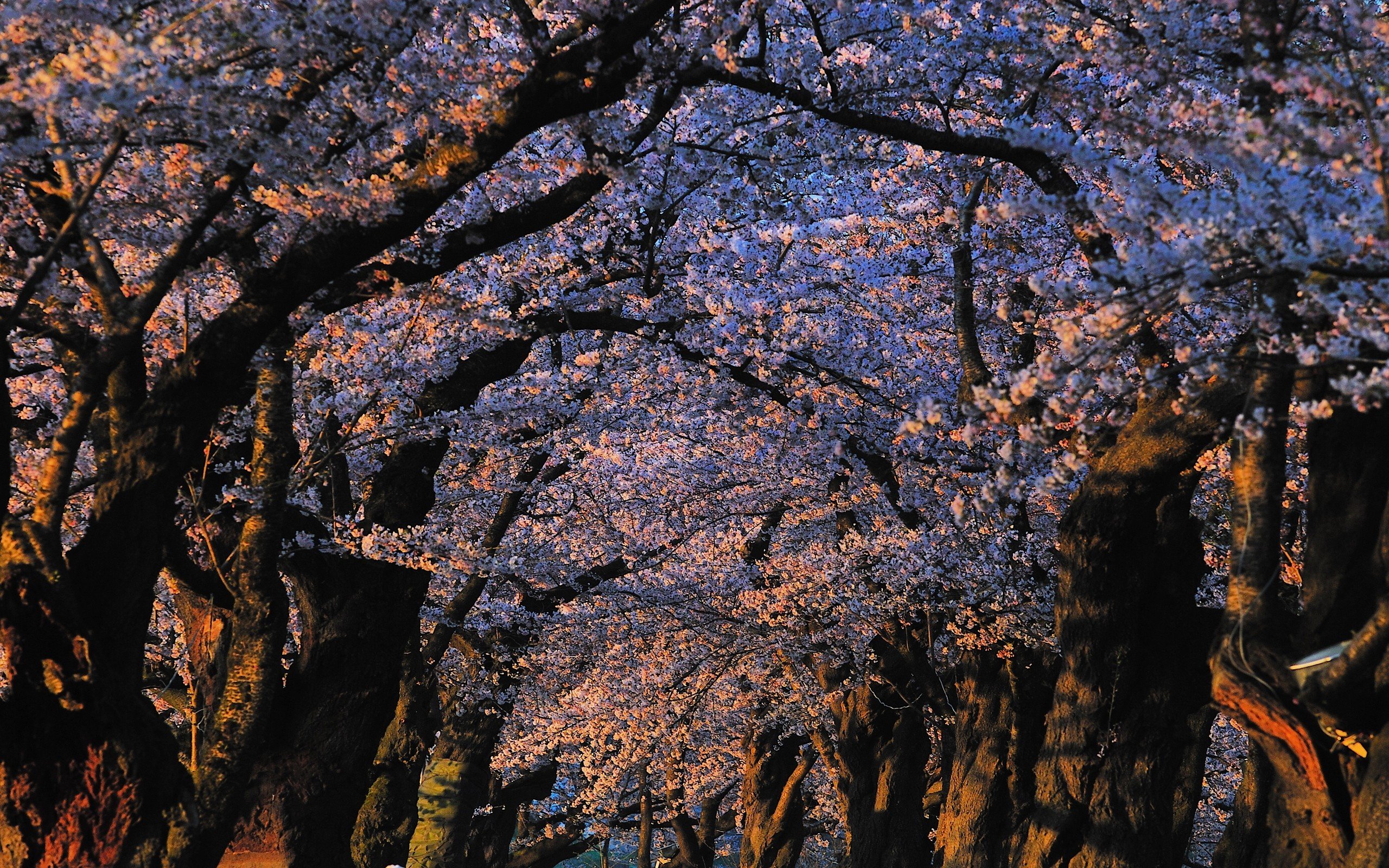 japan, Landscapes, Nature, Trees, Blossoms, Sunlight, Blossom Wallpaper